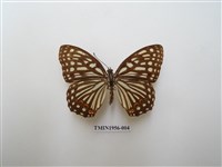 藏品(紅星脈蛺蝶)的圖片